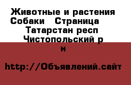 Животные и растения Собаки - Страница 12 . Татарстан респ.,Чистопольский р-н
